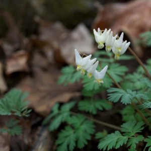 Dutchman's Breeches