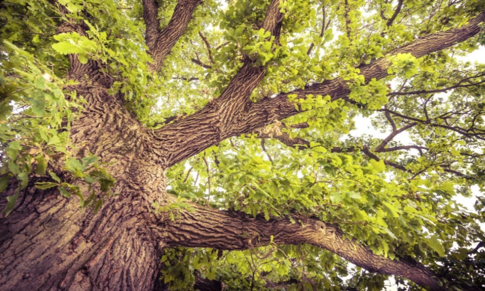 Bur Oak Tree